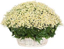 Цветочная композиция из Ромашки в корзине #REPLACE_PRED# Токарево